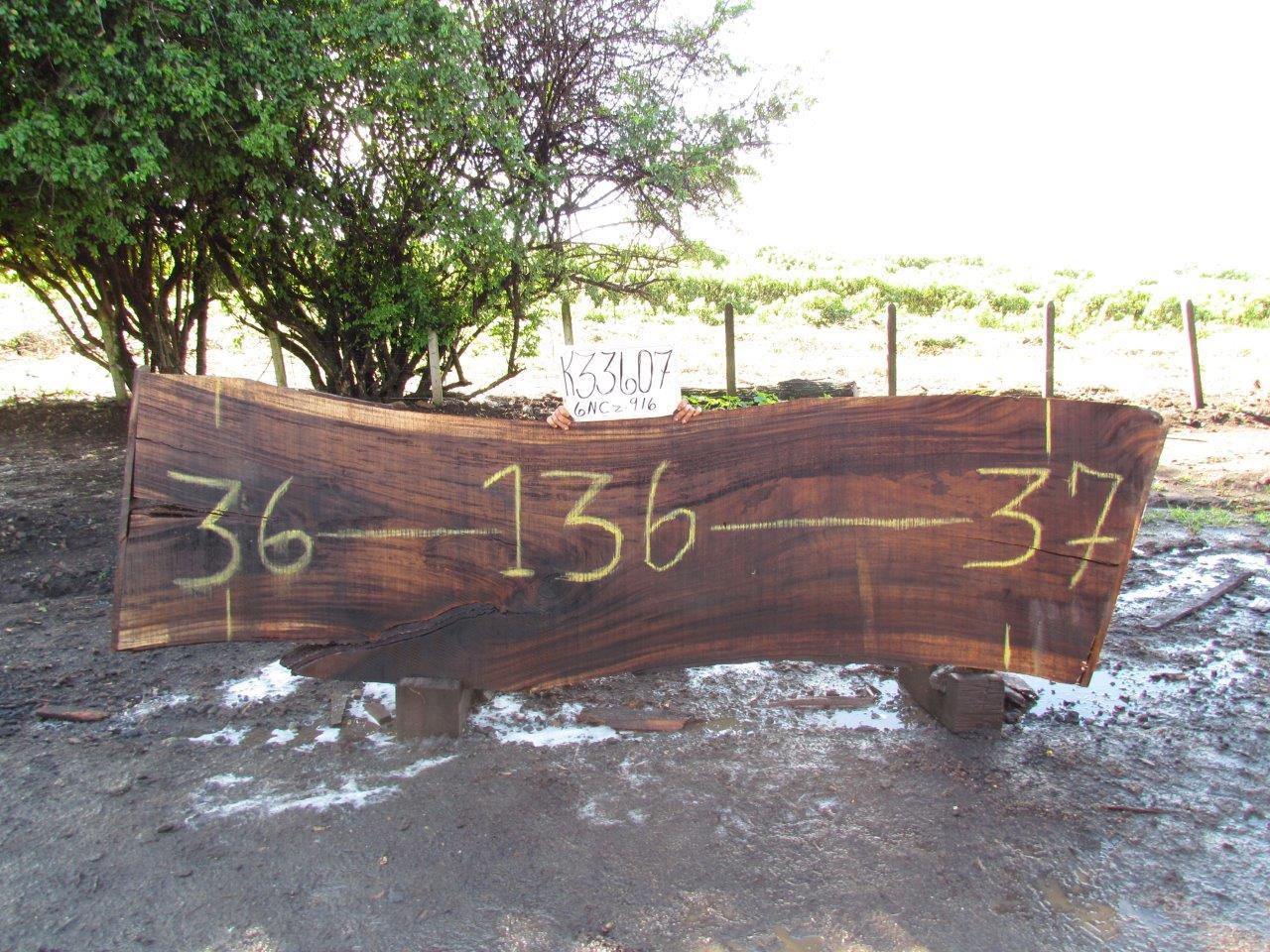 Image of PAROTA - 136x36x2 Inches - K33607GNC - a live edge PAROTA slab, 136 Inches long, 36 Inches wide, and 2 Inches thick.