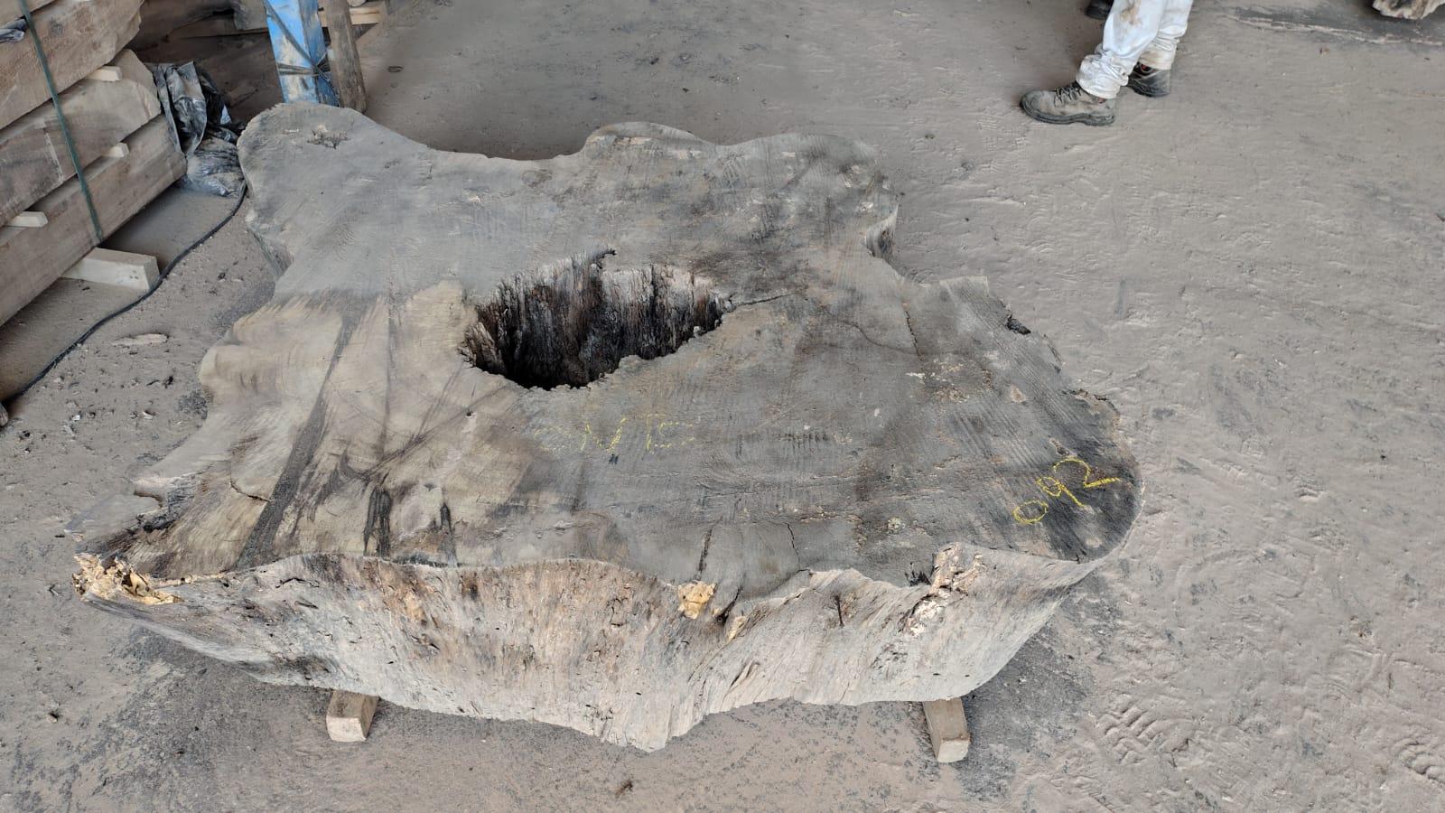 Image of PAROTA - 71x51x16 Inches - M19092GNC - a live edge PAROTA slab, 71 Inches long, 51 Inches wide, and 16 Inches thick.