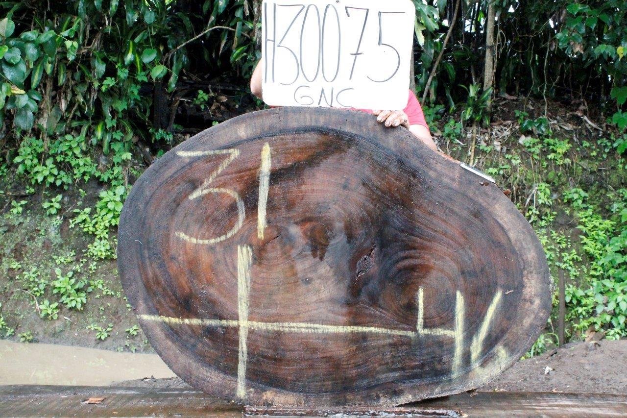 Image of PAROTA - 46x31x2 Inches - H30075GNC - a live edge PAROTA slab, 46 Inches long, 31 Inches wide, and 2 Inches thick.