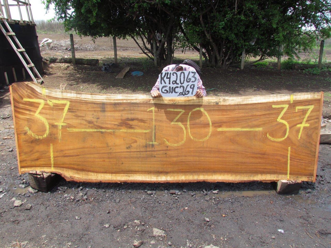 Image of PAROTA - 130x37x2 Inches - K42063GNC - a live edge PAROTA slab, 130 Inches long, 37 Inches wide, and 2 Inches thick.