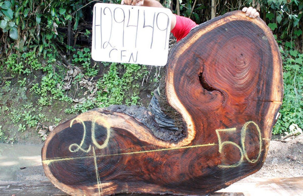 Image of MONKEY POD - 50x20x2 Inches - H29449CEN - a live edge MONKEY POD slab, 50 Inches long, 20 Inches wide, and 2 Inches thick.