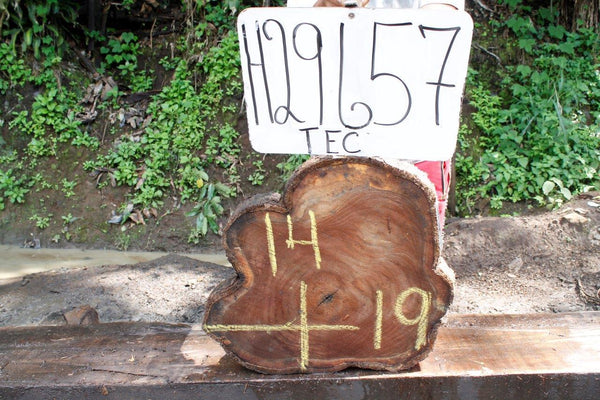 Image of TEAK - 19x14x2 Inches - H29657TEC - a live edge TEAK slab, 19 Inches long, 14 Inches wide, and 2 Inches thick.
