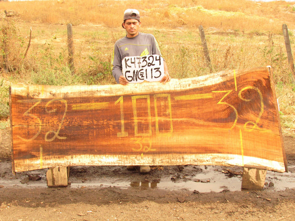 Image of PAROTA - 100x32x2 Inches - K47324GNC - a live edge PAROTA slab, 100 Inches long, 32 Inches wide, and 2 Inches thick.