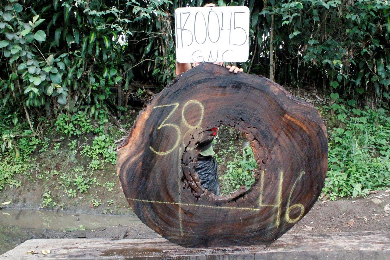 Image of PAROTA - 46x38x2 Inches - H30045GNC - a live edge PAROTA slab, 46 Inches long, 38 Inches wide, and 2 Inches thick.
