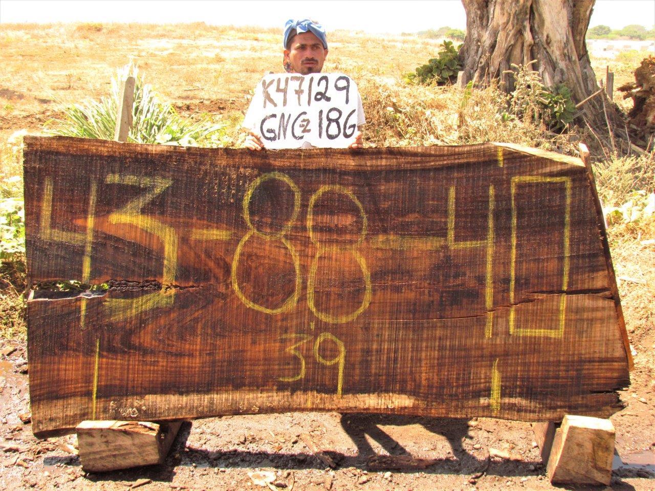 Image of PAROTA - 88x41x2 Inches - K47129GNC - a live edge PAROTA slab, 88 Inches long, 41 Inches wide, and 2 Inches thick.