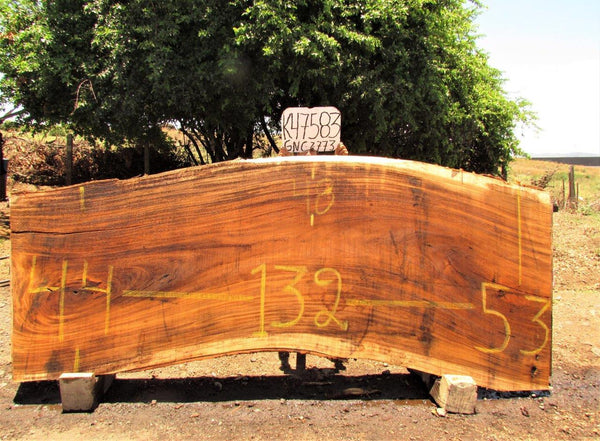 Image of PAROTA - 132x48x2 Inches - K47583GNC - a live edge PAROTA slab, 132 Inches long, 48 Inches wide, and 2 Inches thick.