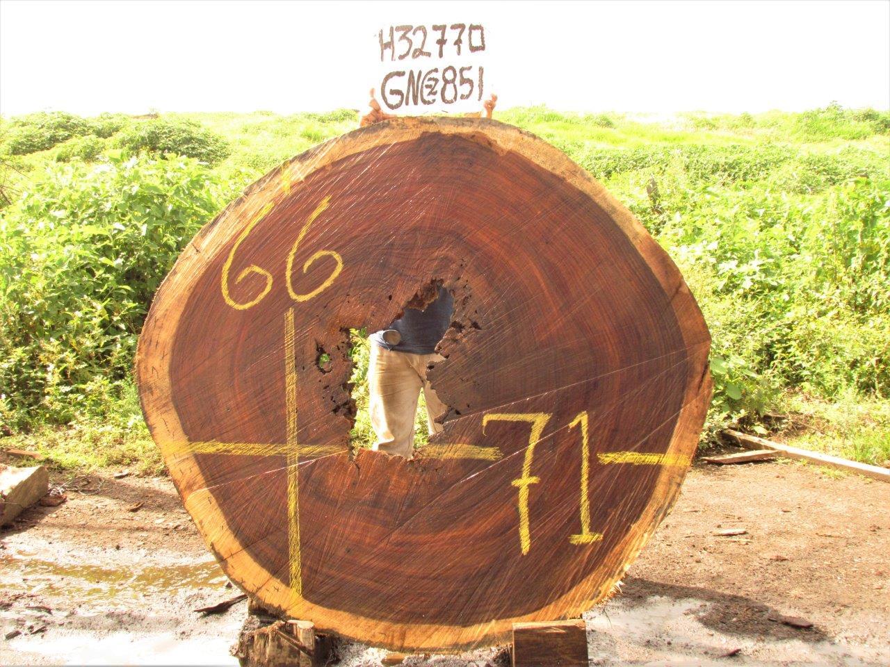 Image of PAROTA - 71x66x3 Inches - H32770GNC - a live edge PAROTA slab, 71 Inches long, 66 Inches wide, and 3 Inches thick.