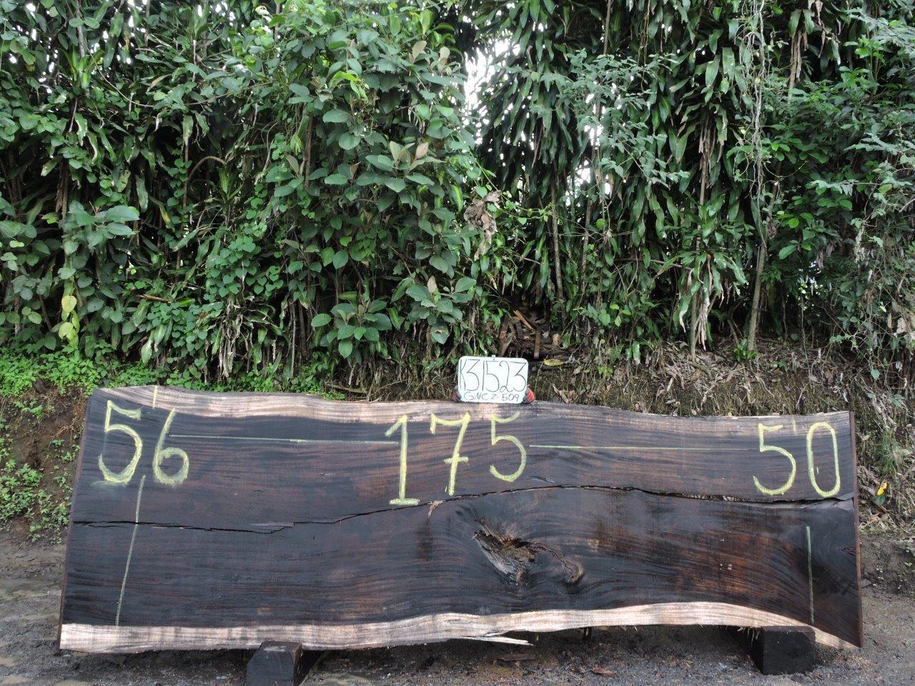 Image of PAROTA - 175x53x2 Inches - K31523GNC - a live edge PAROTA slab, 175 Inches long, 53 Inches wide, and 2 Inches thick.