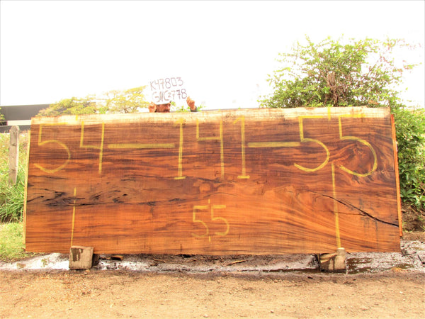 Image of PAROTA - 141x55x2 Inches - K47803GNC - a live edge PAROTA slab, 141 Inches long, 55 Inches wide, and 2 Inches thick.