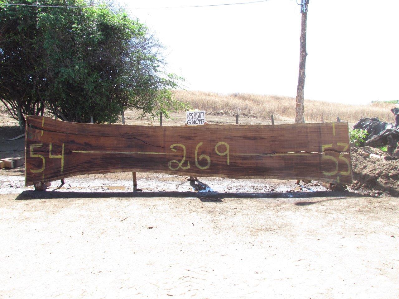 Image of PAROTA - 269x54x2 Inches - K38507GNC - a live edge PAROTA slab, 269 Inches long, 54 Inches wide, and 2 Inches thick.