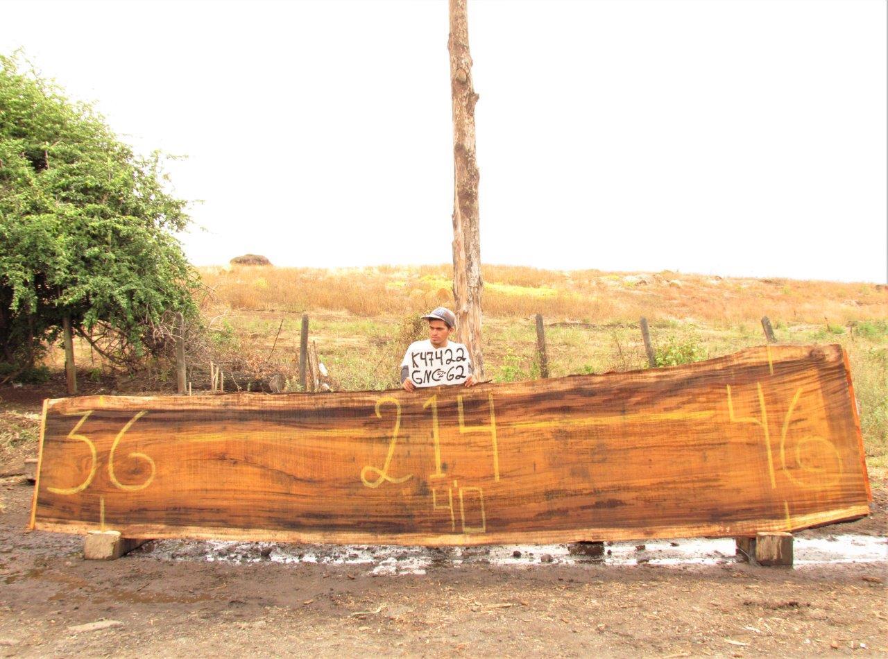 Image of PAROTA - 214x41x2 Inches - K47422GNC - a live edge PAROTA slab, 214 Inches long, 41 Inches wide, and 2 Inches thick.