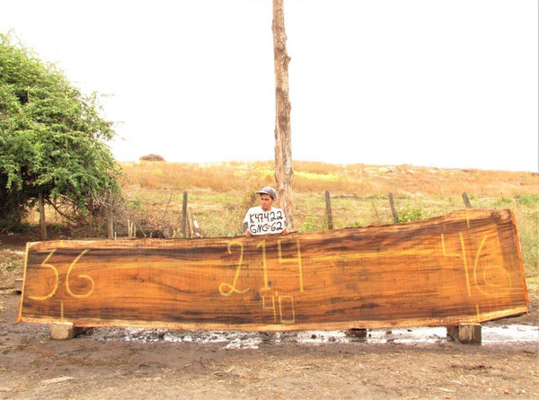 Image of PAROTA - 214x41x2 Inches - K47422GNC - a live edge PAROTA slab, 214 Inches long, 41 Inches wide, and 2 Inches thick.
