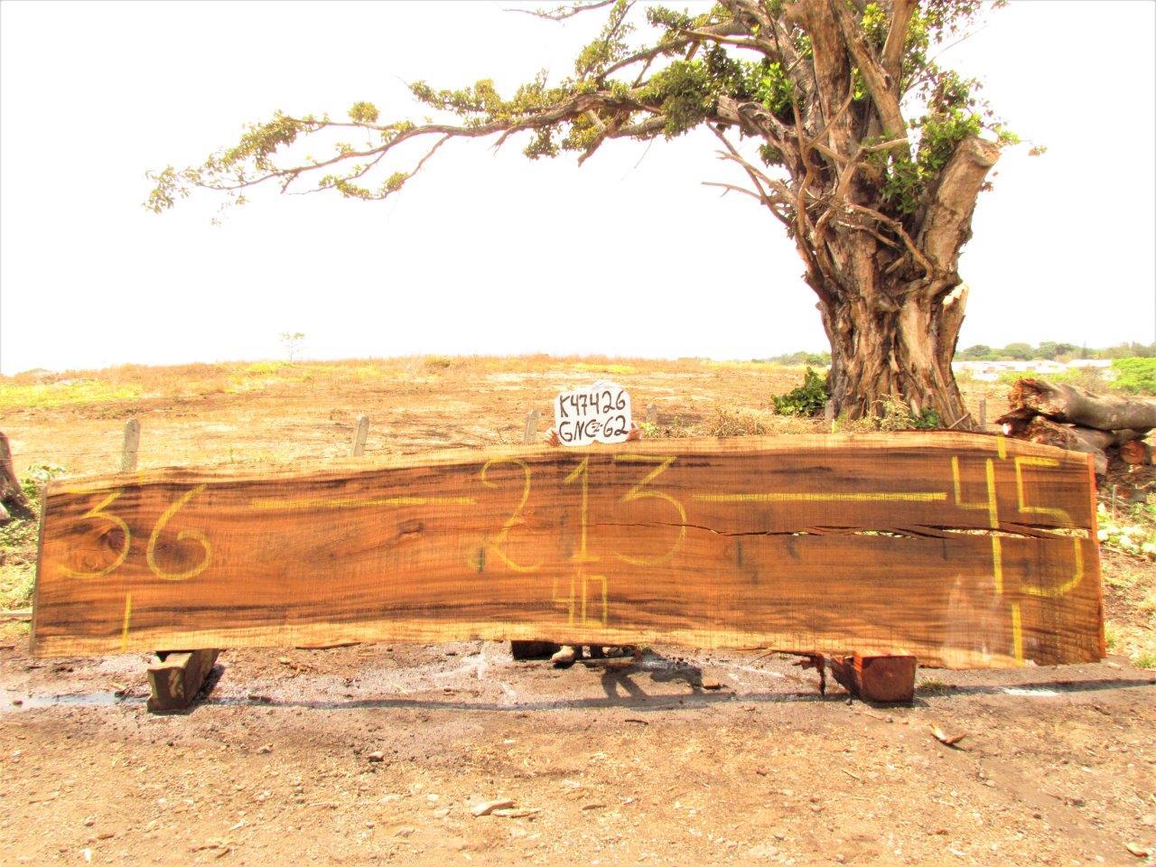 Image of PAROTA - 213x40x2 Inches - K47426GNC - a live edge PAROTA slab, 213 Inches long, 40 Inches wide, and 2 Inches thick.
