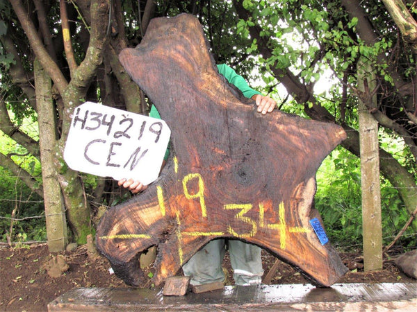 Image of MONKEY POD - 34x19x2 Inches - H34219CEN - a live edge MONKEY POD slab, 34 Inches long, 19 Inches wide, and 2 Inches thick.