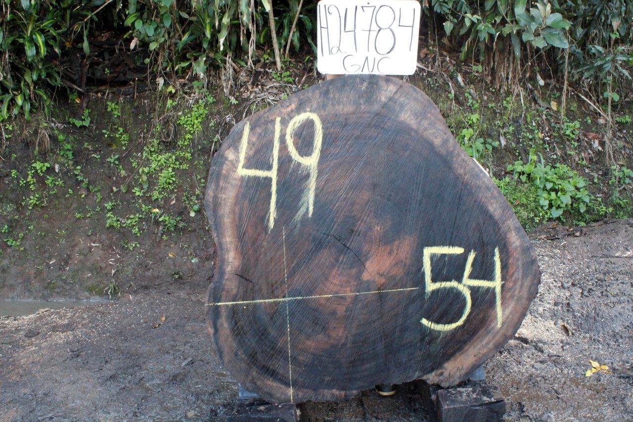 Image of PAROTA - 54x49x3 Inches - H24784GNC - a live edge PAROTA slab, 54 Inches long, 49 Inches wide, and 3 Inches thick.