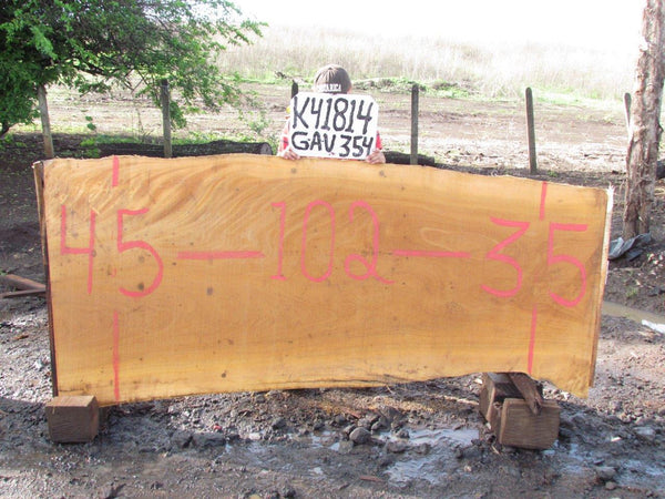 Image of GAVILAN LIMON - 102x40x2 Inches - K41814GAL - a live edge GAVILAN LIMON slab, 102 Inches long, 40 Inches wide, and 2 Inches thick.