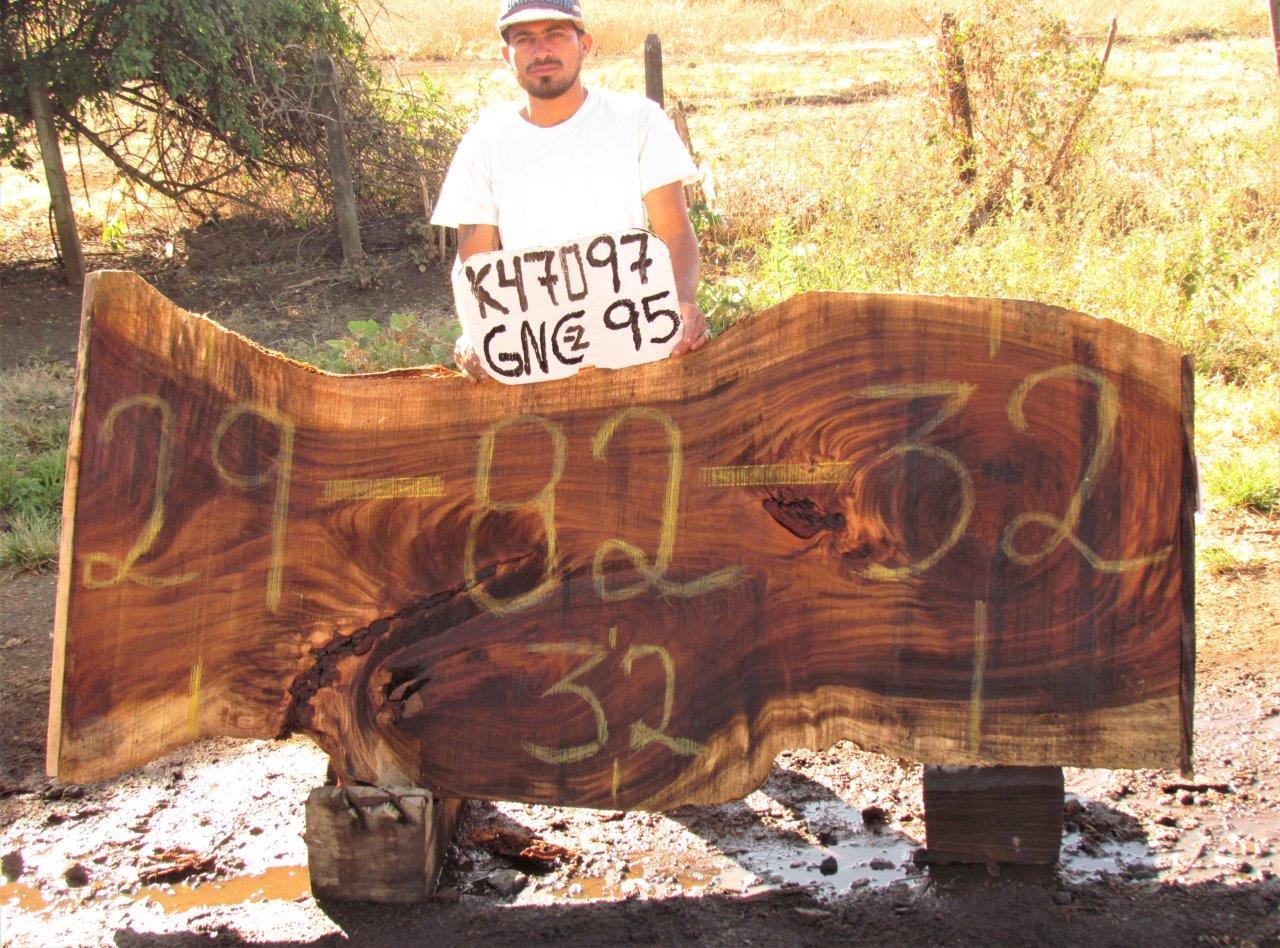 Image of PAROTA - 82x31x2 Inches - K47097GNC - a live edge PAROTA slab, 82 Inches long, 31 Inches wide, and 2 Inches thick.