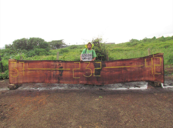 Image of JATOBA - 232x40x3 Inches - J23588GAP - a live edge JATOBA slab, 232 Inches long, 40 Inches wide, and 3 Inches thick.