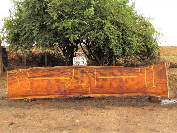 Image of PAROTA - 209x39x2 Inches - K47485GNC - a live edge PAROTA slab, 209 Inches long, 39 Inches wide, and 2 Inches thick.