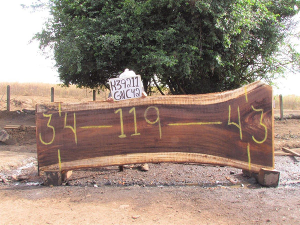 Image of PAROTA - 119x39x2 Inches - K39211GNC - a live edge PAROTA slab, 119 Inches long, 39 Inches wide, and 2 Inches thick.