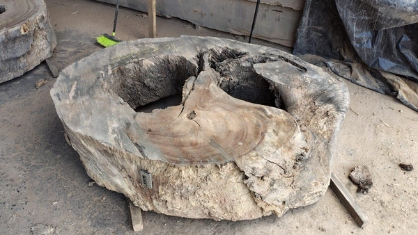 Image of PAROTA - 42x35x16 Inches - M19090GNC - a live edge PAROTA slab, 42 Inches long, 35 Inches wide, and 16 Inches thick.