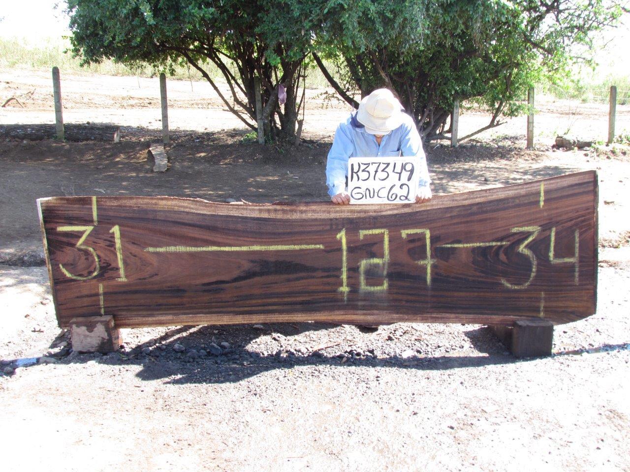 Image of PAROTA - 127x33x2 Inches - K37349GNC - a live edge PAROTA slab, 127 Inches long, 33 Inches wide, and 2 Inches thick.