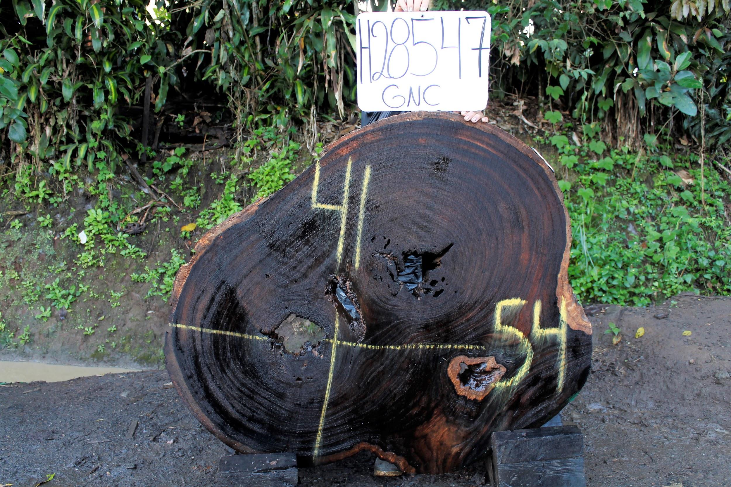 Image of PAROTA - 54x41x2 Inches - H28547GNC - a live edge PAROTA slab, 54 Inches long, 41 Inches wide, and 2 Inches thick.