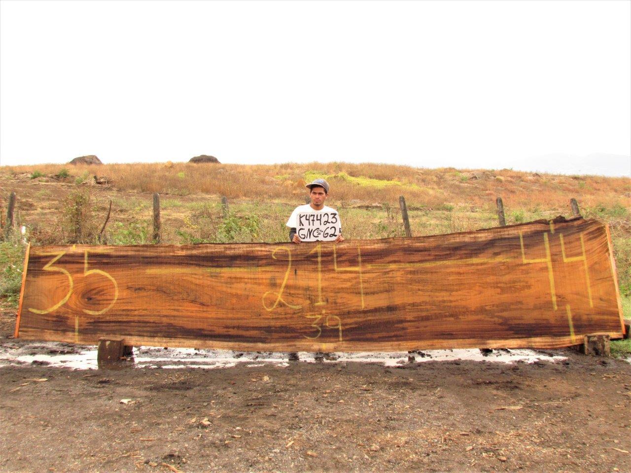 Image of PAROTA - 214x39x2 Inches - K47423GNC - a live edge PAROTA slab, 214 Inches long, 39 Inches wide, and 2 Inches thick.