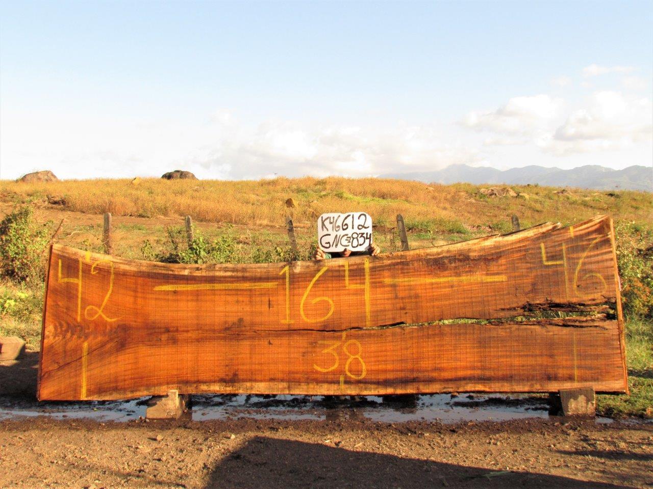Image of PAROTA - 164x42x2 Inches - K46612GNC - a live edge PAROTA slab, 164 Inches long, 42 Inches wide, and 2 Inches thick.