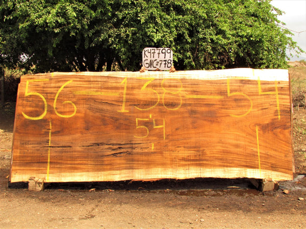 Image of PAROTA - 138x55x2 Inches - K47799GNC - a live edge PAROTA slab, 138 Inches long, 55 Inches wide, and 2 Inches thick.