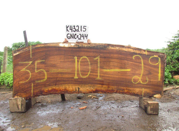 Image of PAROTA - 101x32x2 Inches - K43215GNC - a live edge PAROTA slab, 101 Inches long, 32 Inches wide, and 2 Inches thick.