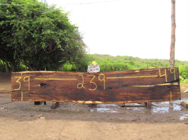 Image of PAROTA - 239x44x3 Inches - J23871GNC - a live edge PAROTA slab, 239 Inches long, 44 Inches wide, and 3 Inches thick.