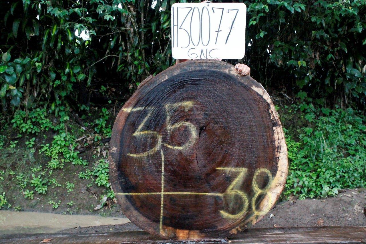 Image of PAROTA - 38x35x2 Inches - H30077GNC - a live edge PAROTA slab, 38 Inches long, 35 Inches wide, and 2 Inches thick.