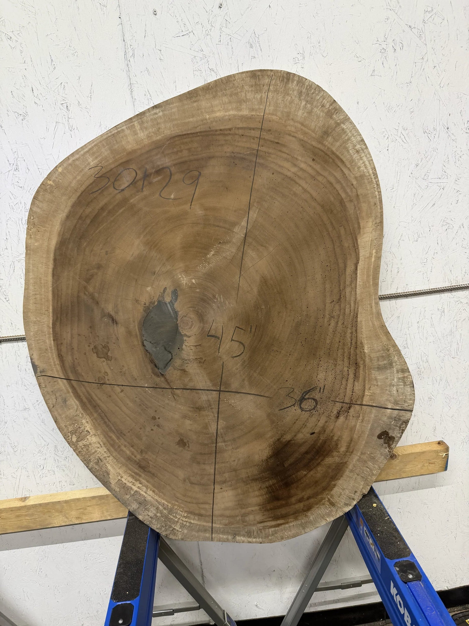 Round Parota live edge wood slab on a white floor with a blue woodworking tool in the background.
45 x 36